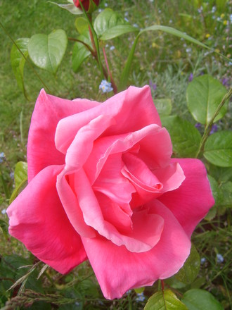 Pink Rose