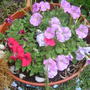 Petunias