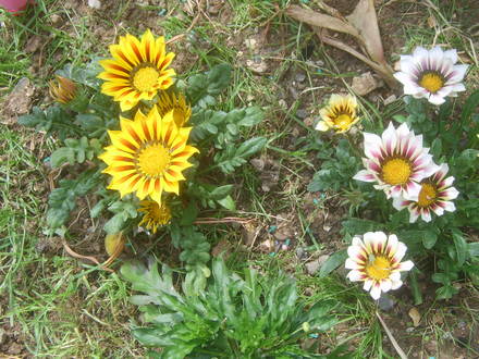 Gazanias