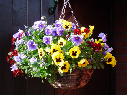 A garden flower photo