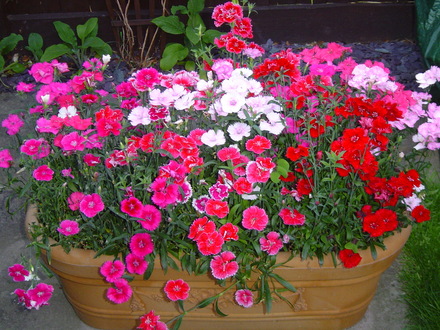 A garden flower photo