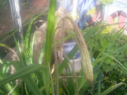 grass of somesort ?