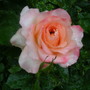 First roses of the season