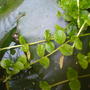 spot the frog