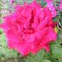 2008_May_flowers_and_claud_002.jpg