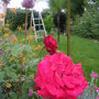 2008_May_flowers_and_claud_004.jpg