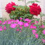 2008_May_flowers_and_claud_010.jpg