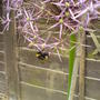 bzzzz