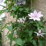 2008_May_flowers_and_claud_008.jpg