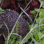 2008_May_flowers_and_claud_013.jpg