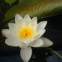 water lily