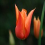 Tulip orange