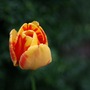 Tulip orange and yellow