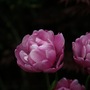 Tulip Pink