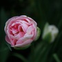 Tulip Angelique