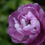 Tulip__mauve_