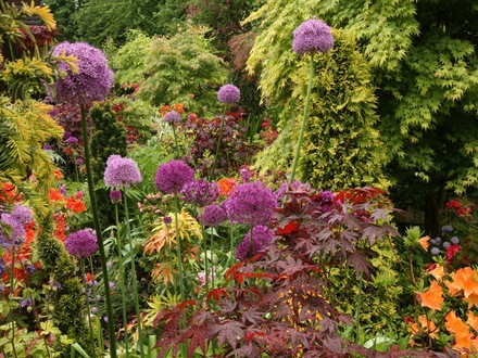 Aliums 25 May 08.jpg