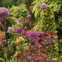 Aliums_25_may_08
