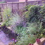 pond