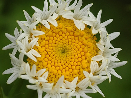 strange daisy