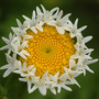 Strange_daisy