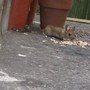 Mouse5