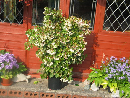 A garden flower photo