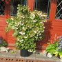 Need_gardens_051