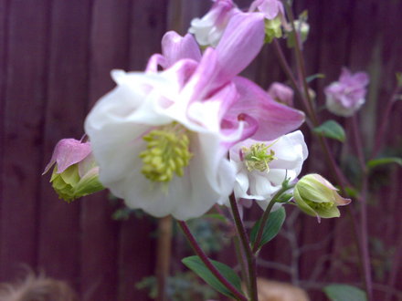 Granny's Bonnet