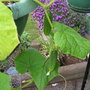 6" cukes in hanging basket