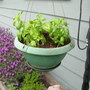 Basil