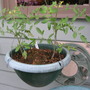 "Tumbler" tomatoes