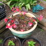 Dragon Wings Begonia