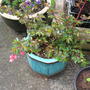 Begonia Fuschioides
