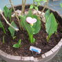 Calla Lily