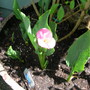 Calla Lily