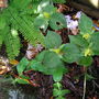 Trillium luteum