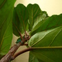 Ficus lyrata