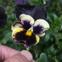 Dscf0206