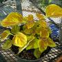 Coleus " Freckles "