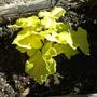 Heuchera  " pistache "