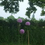 Alliums