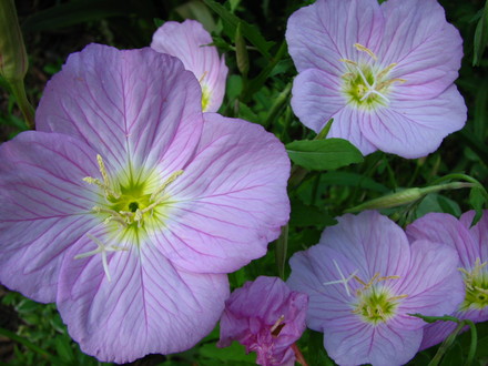evening primrose (Oenothera speciosa)