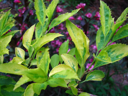 favorite shrub combos variegated forsythia,weigela  'wine and roses' (forsythia  'golden times')