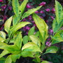 favorite shrub combos variegated forsythia,weigela  'wine and roses' (forsythia  'golden times')