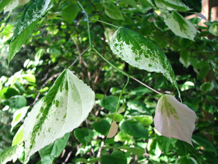   variegated redbud tree (Cercis canadensis 'silver cloud')