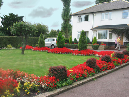 A garden flower photo