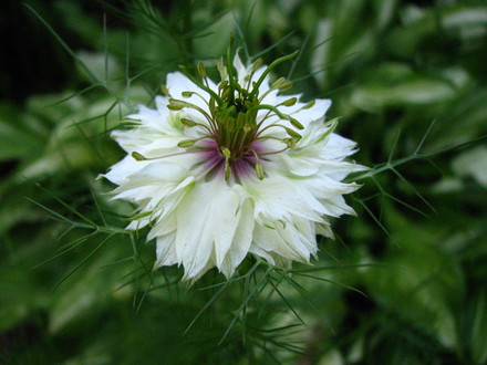Love in a mist (nigella damascena)