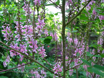  close up of Indigofera amblyantha shrub. It starts blooming in May and blooms until November in my zone 7 garden.