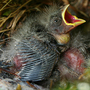 2008May033.BABY BIRD